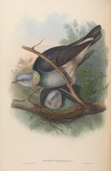 Palumbus pulchricollis = Columba pulchricollis